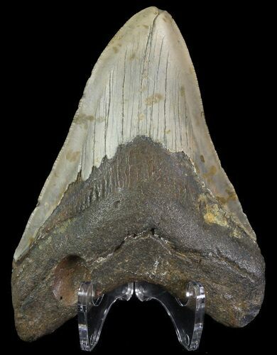 Megalodon Tooth - North Carolina #67111